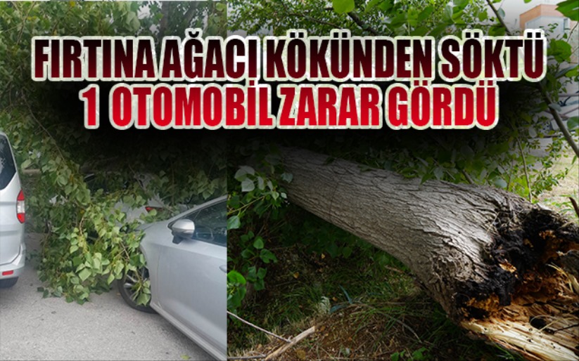 Fırtına ağacı kökünden söktü: 1 otomobil zarar gördü