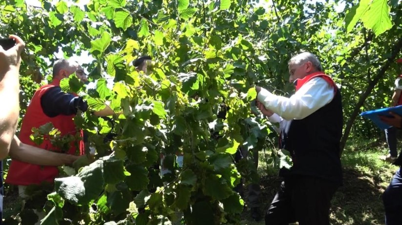 Türkiye'de en çok fındık üretilen ikinci il olan Samsun'da rekolte tahmini çalışmaları