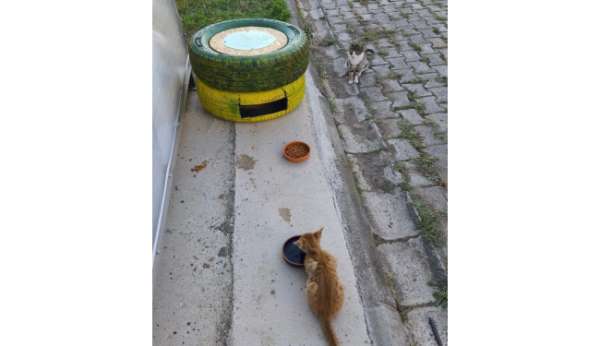 Atıklardan kedilere sıcak yuva