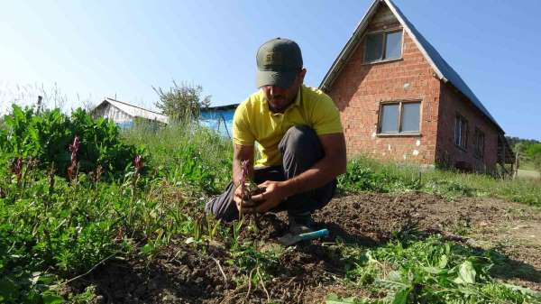 Doğada toplanması yasak: Kastamonu'da 30 dekarda yetiştirilen salebin hasadı sürüyor