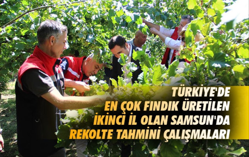 Türkiye'de en çok fındık üretilen ikinci il olan Samsun'da rekolte tahmini çalışmaları