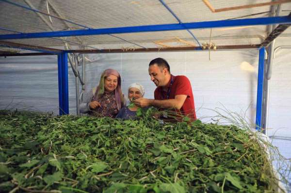 Muğla Büyükşehir'den ipekböcekçiliğine tam destek