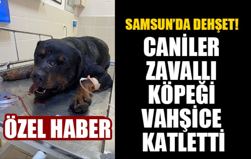 Samsun'da zavallı köpeği canice katlettiler
