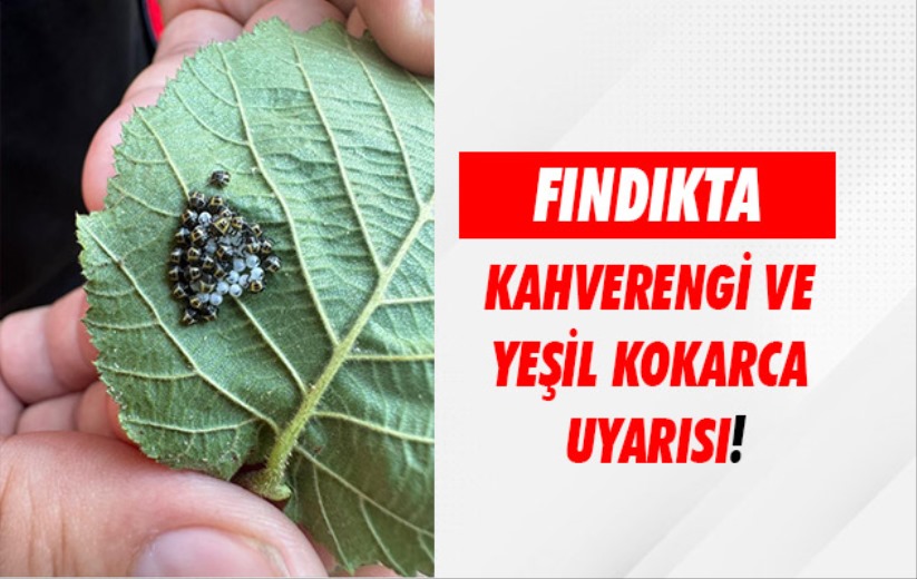 Fındıkta kahverengi ve yeşil kokarca uyarısı!