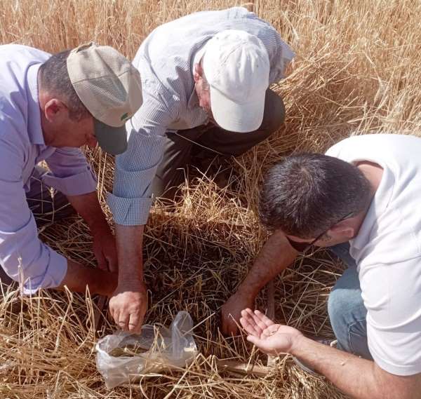 Aslanapa'da dolu ve sel afeti sonrası tarım arazilerinde hasar tespiti