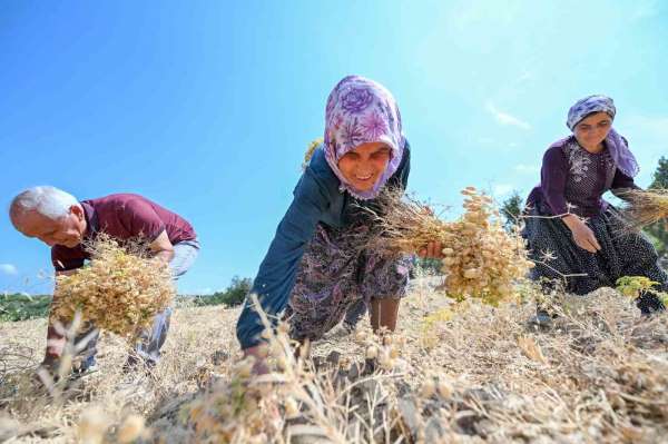 Gülnar'da atalık tohum desteğiyle üretilen nohutlar hasat edildi