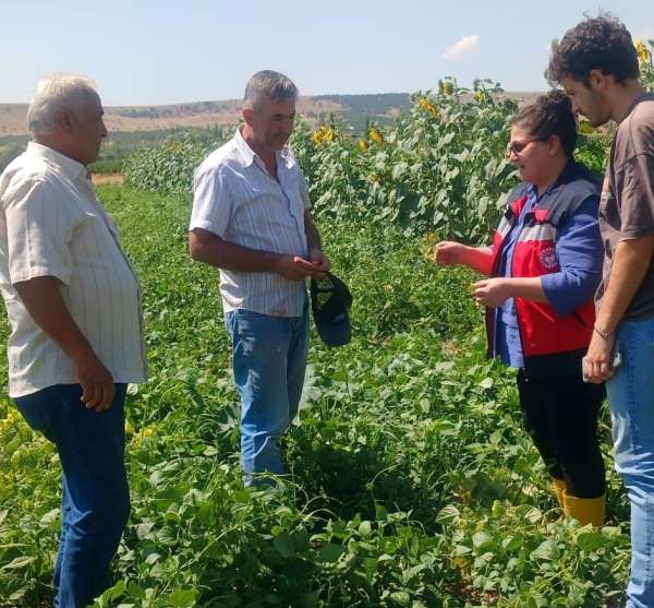 Kütahya'da fasulye ve mısır tarlalarında hastalık ve zararlı kontrolü