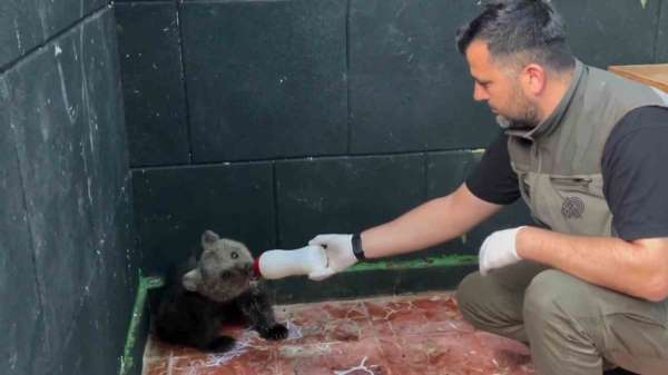 Öksüz ayı Sinop'ta kurtarıldı, hayatına Zonguldak'ta devam edecek