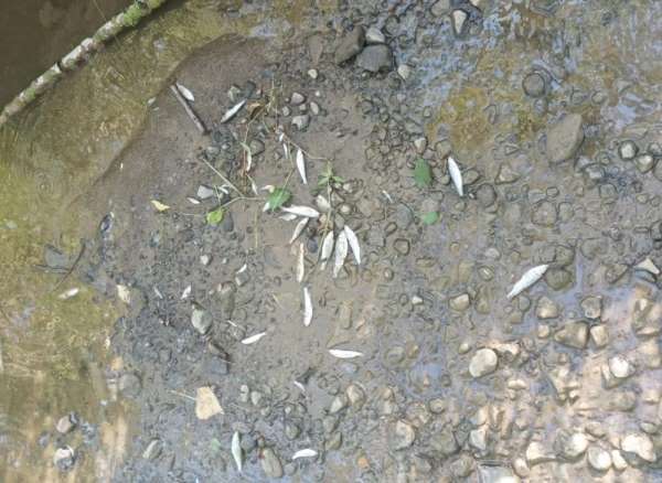 Balık ölümlerine sebep olan tesise 839 bin TL ceza