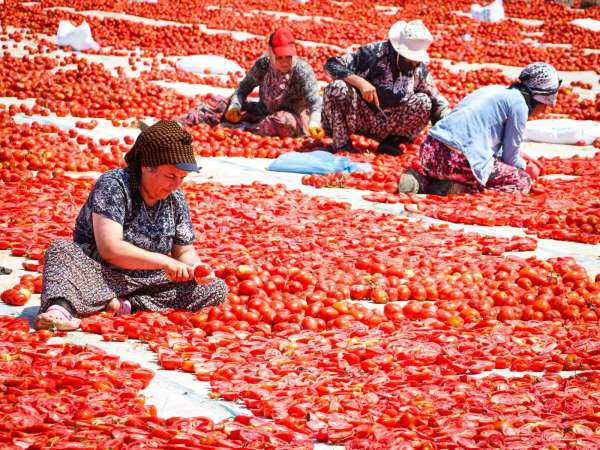 Torbalı'da 'Kırmızı Altın' mesaisi