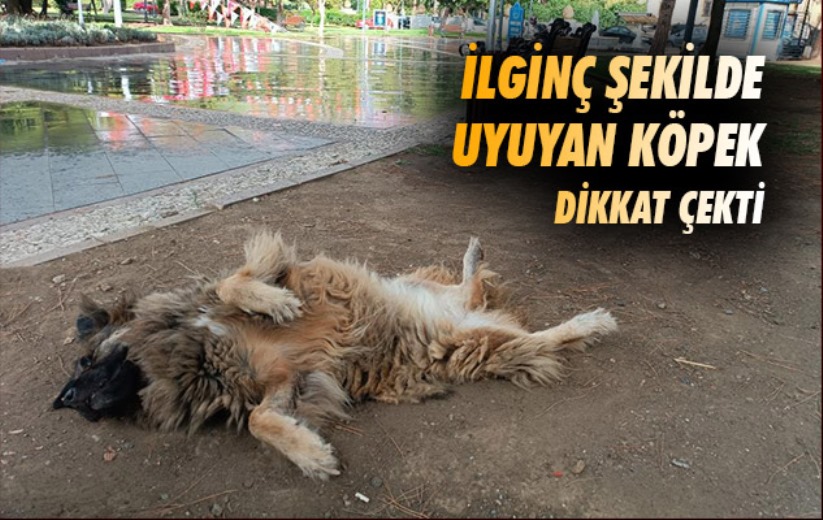 Samsun'da ilginç şekilde uyuyan köpek dikkat çekti