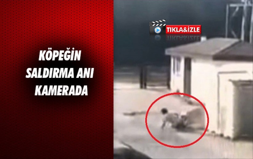 Samsun'da köpeğin saldırma anı kamerada