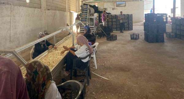 Arabanlı sarımsak çiftçisi, Ata tohumu tesisi kurdu