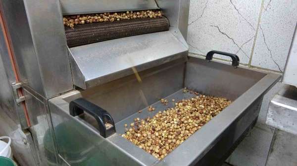 Karadeniz'de fındık hasadı tamamlandı: Üretici kırma ve kavurma işini artık işletmelere bırakıyor