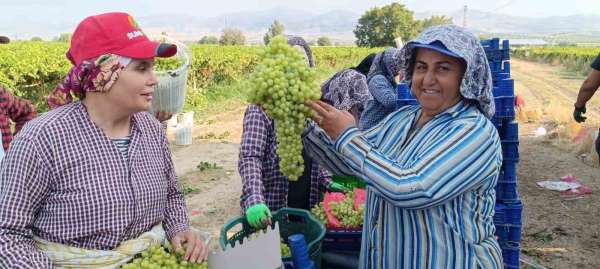 Sarıgöl'de 5,5 kiloluk üzüm salkımı