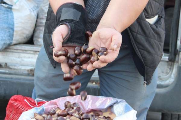 (Özel) Türkiye'nin kestane pazarı Düzce'de kuruluyor