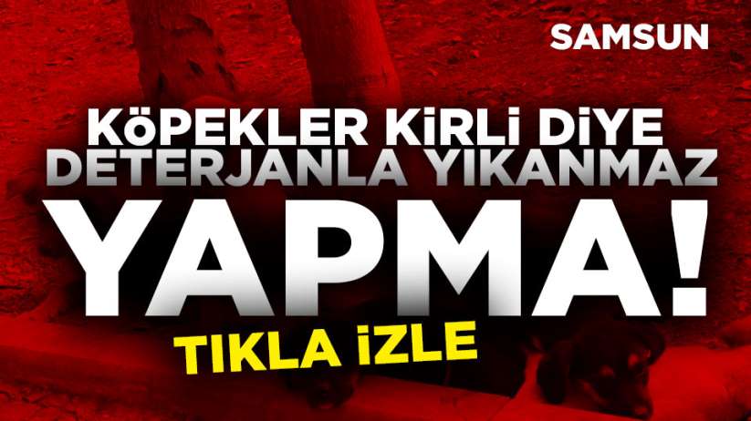 Samsun'da barınaktan alınan köpekleri detarjanla yıkıyorlar