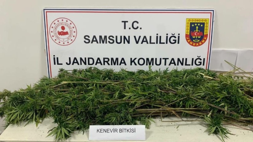 Samsun'da arazide ekili 304 kök kenevir ele geçirildi