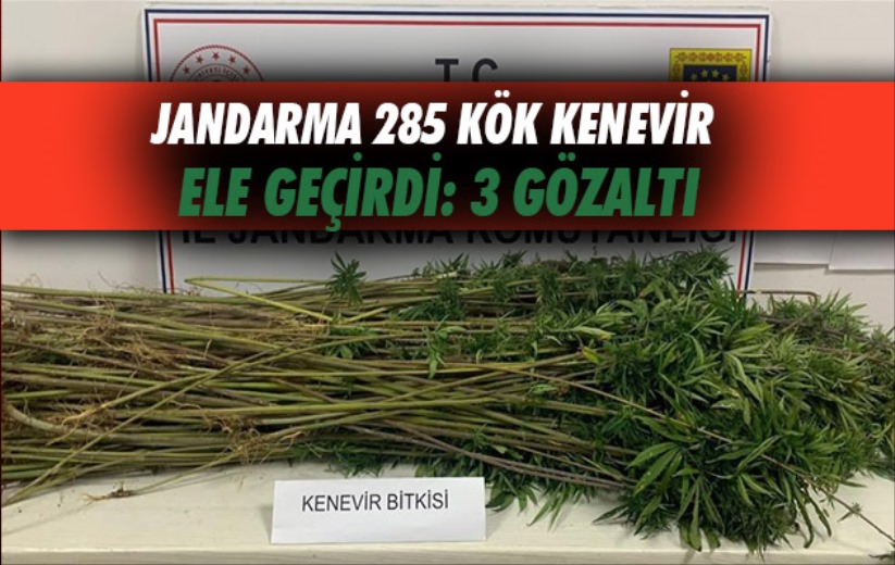 Samsun'da Jandarma 285 kök kenevir ele geçirdi: 3 gözaltı