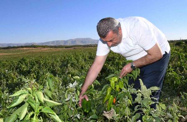 ABD'nin kapya biberi Malatya'dan