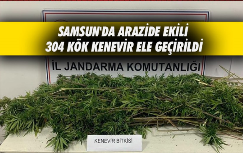 Samsun'da arazide ekili 304 kök kenevir ele geçirildi