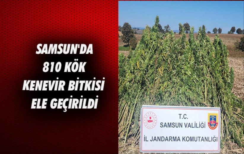 Samsun'da 810 kök kenevir bitkisi ele geçirildi