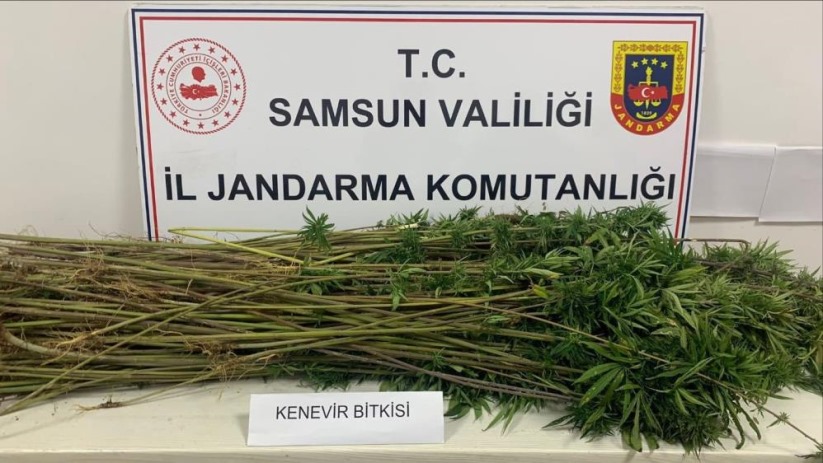 Samsun'da Jandarma 285 kök kenevir ele geçirdi: 3 gözaltı