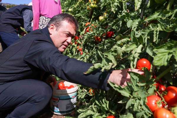 Bilecik'te 14 bin 400 dekar alanda sofralık, 2 bin 608 dekar alanda salçalık domates üretimi yapılıyor