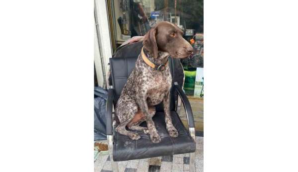 Kurzuar cinsi av köpeği kayboldu