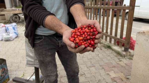Kuşburnu bereketi fiyatları yarıya düşürdü
