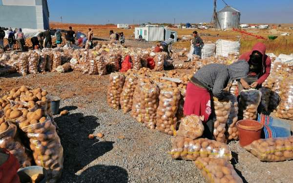 Ahlat'ta 200 bin ton patates üretimi 