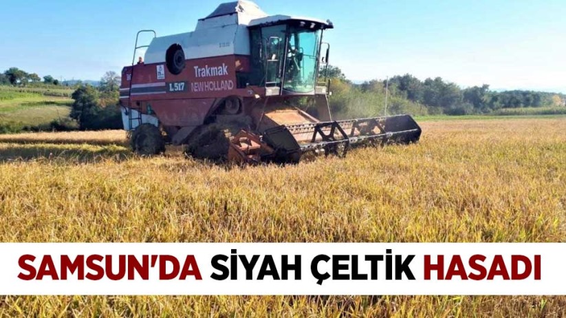 Samsun'da siyah çeltik hasadı