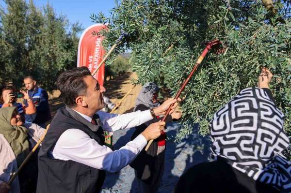 Bilecik'te zeytin hasadı mesaisi başladı