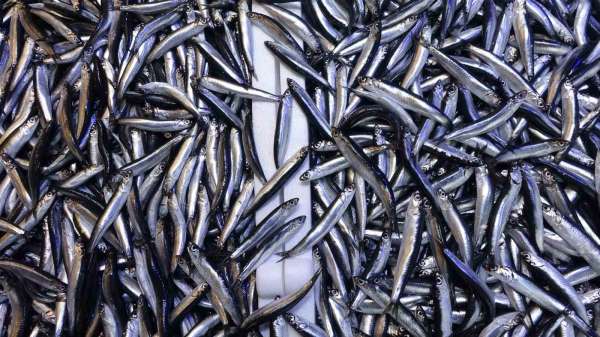 Denizdeki hamsi bolluğu ihracat rakamlarına yansımadı