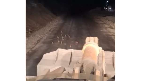 Keklik yavrularını fark edince çalışmasını durdurdu