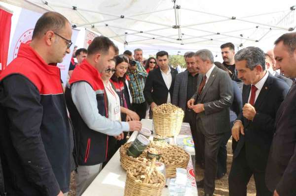 Şırnak'ta 25 bin ton yer fıstığı rekoltesi bekleniyor