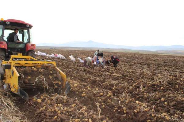 Tercan Ovası'nda kışlık patates bereketi