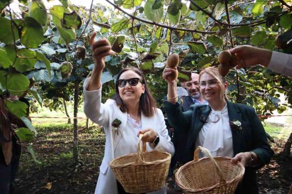 Yalova'nın coğrafi işaretli meyvesi kivide hasat sevinci