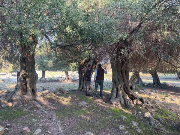 Yüzlerce yıldır İspanya ve İtalya'dan sonra sadece Gökçeada'da yetişiyor