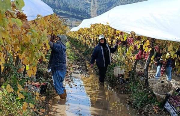 İşçiler yağmur ve çamuru aldırış etmeden üretime devam ediyor