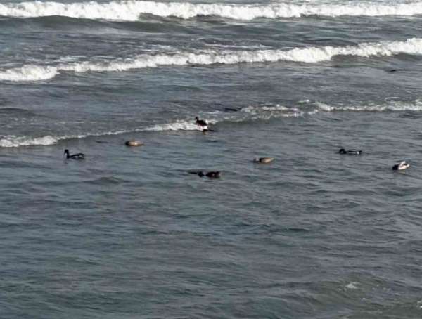 Ordu'da yaban ördekleri şöleni: 11 kuşluk sürü görüntülendi