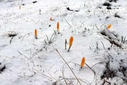 Baharın müjdecisi çiğdem çiçekleri Mart karı altında kaldı 