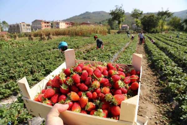 Ordu'da çilek hasadı yüz güldürüyor