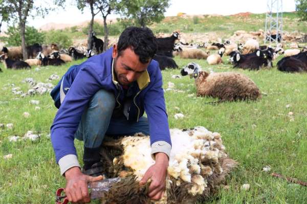 Diyarbakır'da koyun kırma sezonu başladı