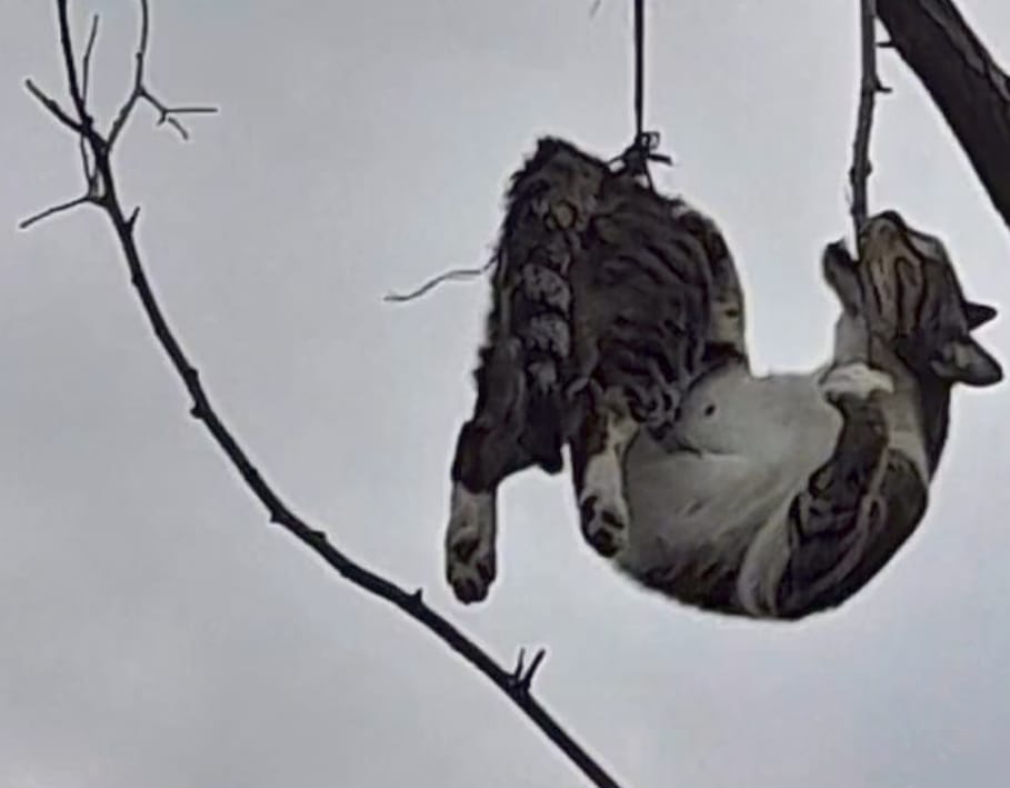 Samsun'da insanlık dışı hareket: Kediyi ağaca asmışlar