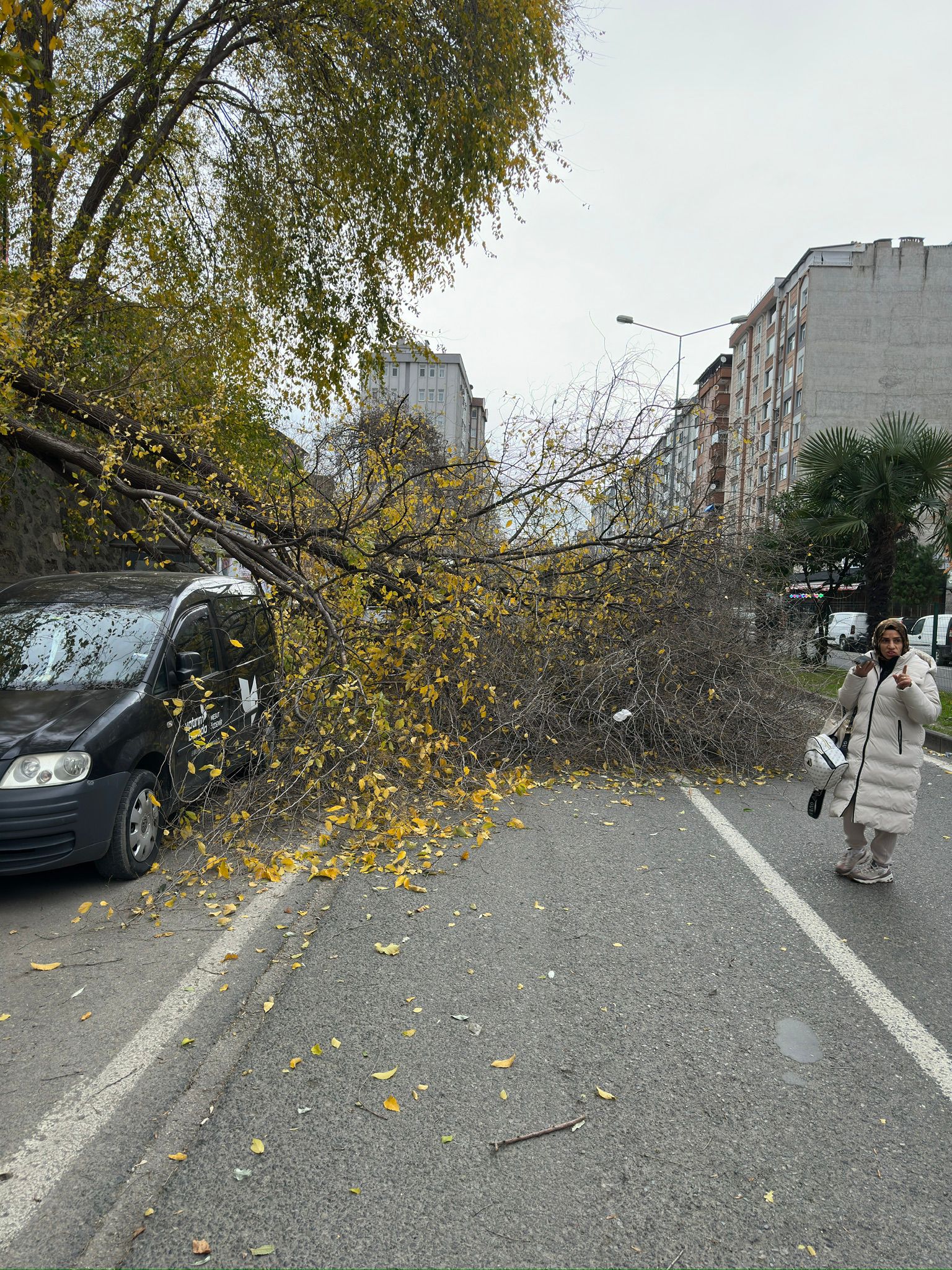 Samsun'da Şiddetli Fırtına: Ağaç Araçların Üzerine Devrildi