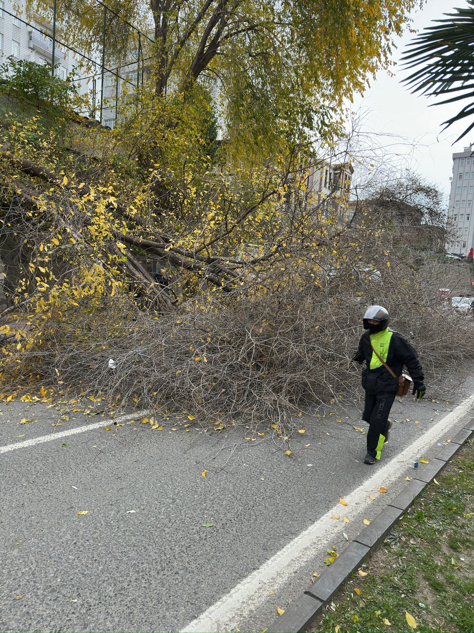 Samsun'da Şiddetli Fırtına: Ağaç Araçların Üzerine Devrildi