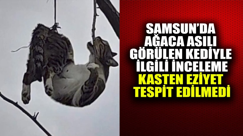 Samsun'da Ağaca Asılı Görülen Kediyle İlgili İnceleme: Kasten Eziyet Tespit Edilmedi