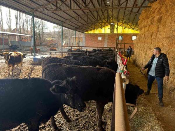 Kütahya'da teslim edilen büyükbaş hayvanların kontrol ve muayeneleri yapıldı