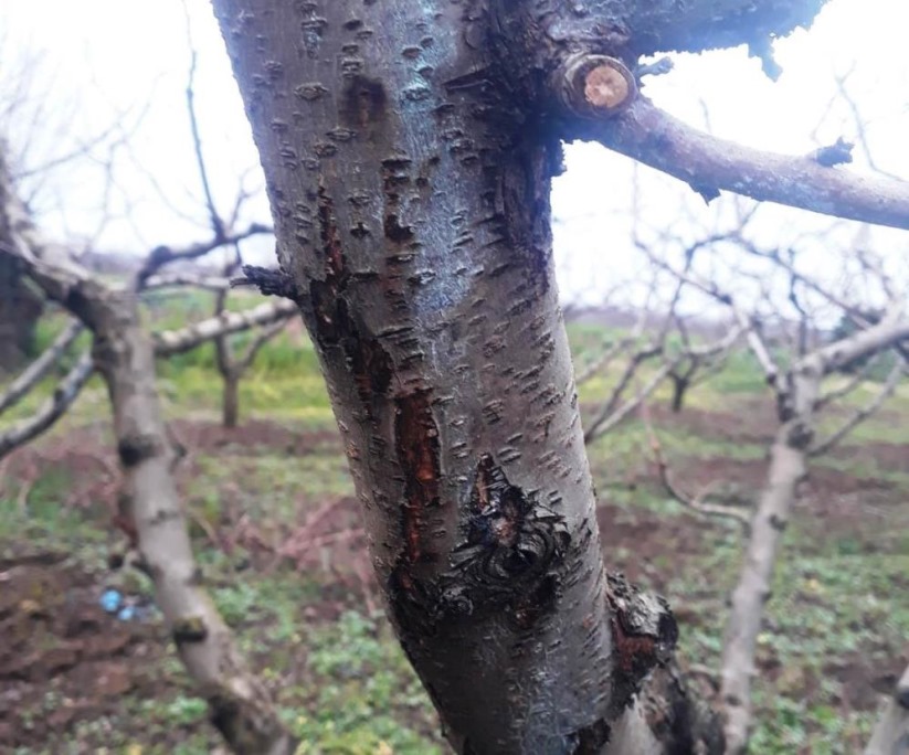 Sağlam: 'Meyve bahçelerinde kullanılan aletler dezenfekte edilmeli'